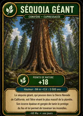 Carte Le séquoia géant — set Arbres, fleurs & plantes