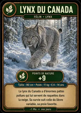 Carte Le lynx du Canada — set Félins