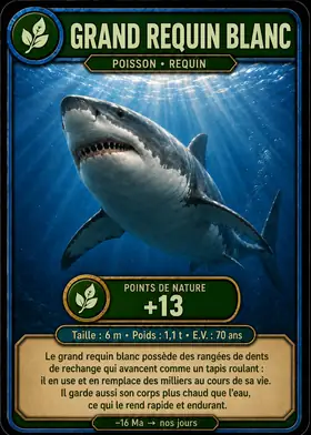 Carte Le grand requin blanc — set Animaux marins